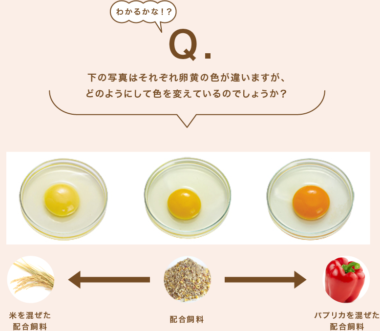 下の写真はそれぞれ卵黄の色が違いますが、どのようにして色を変えているのでしょうか？ 米を混ぜた配合飼料←配合飼料→パプリカを混ぜた配合飼料