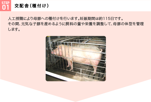 STEP01 交配舎（種付け） 人工授精により母豚への種付けを行います。妊娠期間は約115日です。その間、元気な子豚を産めるように飼料の量や栄養を調整して、母豚の体型を管理します。