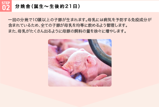 STEP02 分娩舎（誕生～生後約21日） 一回の分娩で10頭以上の子豚が生まれます。母乳には病気を予防する免疫成分が含まれているため、全ての子豚が母乳を均等に飲めるよう管理します。また、母乳がたくさん出るように母豚の飼料の量を徐々に増やします。