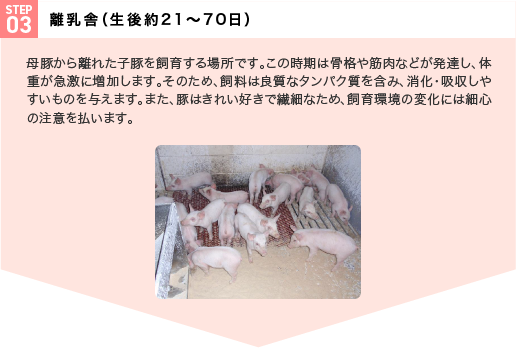 STEP03 離乳舎（生後約21～70日） 母豚から離れた子豚を飼育する場所です。この時期は骨格や筋肉などが発達し、体重が急激に増加します。そのため、飼料は良質なタンパク質を含み、消化・吸収しやすいものを与えます。また、豚はきれい好きで繊細なため、飼育環境の変化には細心の注意を払います。
