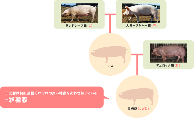 三元豚は純血品種それぞれの良い特徴をあわせ持っている＝雑種豚